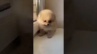 amazing dog #shorts #trendingshorts #viral #dog #doglover