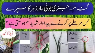 Time Limit of Herbicide Spray in Wheat to Avoid Yield Losses | Cyber Agri Extension |