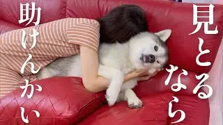 姉に追い込まれて逃げ場を失い、悲しく吠える事しかできないシベリアンハスキー