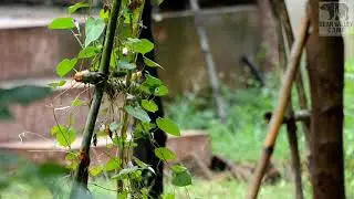 Indian Paradise Flycatcher