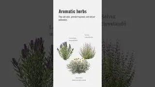 Xeriscaping Plants in Landscape Design