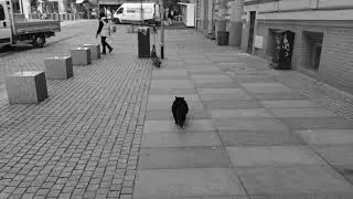 Sad Gacek walking away