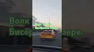 Путешествие Волк ТВ.Сталкеры удачи.