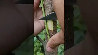 Incredible skill to budding fruit tree very easy #grafting #viral