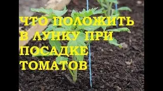 Что необходимо класть в лунку при посадке томатов
