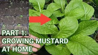 How To Grow Mustard At Home | Paano Magtanim Ng Mustasa (PART 1)