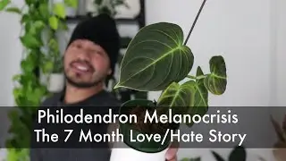 How I Saved My Dying Philodendron and Turned It Into 10 Baby Plants | Houseplant Update