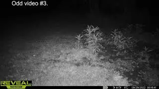 Strange trail cam activity, what do you think it is?