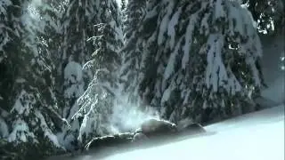 Wolfes