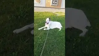 Алабай Булат реакция на девочек