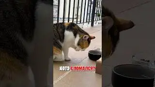 КОТЭ СЛОМАЛСЯ ИЛИ У ВСЕХ ТАК? 