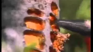KURAN MUCİZELERİ