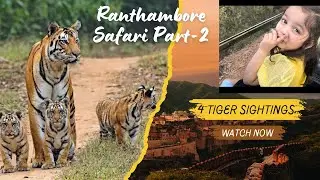 Into the wild Ranthambore National Park | Tiger Safari - 4K Video | Ranthambore vlog | 4 Tiger.