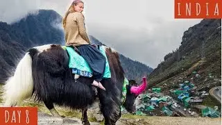 Yakking it Up in the Himalayas | DAY 8