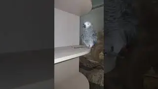 ✅ САМА ПРИДУМАЛА СЕБЕ ИГРУШКУ 🤣 ЖАКО ПЕТРУНЯ 🐦ZHAKO PETRUNYA 🔥 (СУБТИТРЫ) #shorts  #funny  #parrot