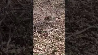 ЛИСЁНОК ПРОТИВ КАБАНЧИКА. fox vs boar