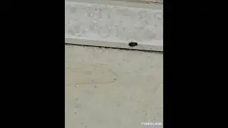 оливковое масло убивает таракана ? Эксперимент !!!!!!