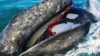 Times Sea Animals Messed With The Wrong Opponent !