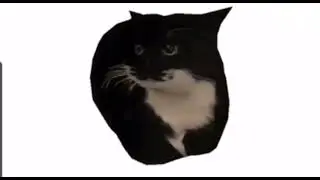 Maxwell the cat spinning for 4:28