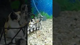 Здесь рыбы пока нет! глобальный перезапуск аквариума! #shorts #youtubeshorts  #live #fish #aquarius