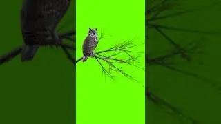 3D Green screen effect video# Black screen effect Video # kinemaster effect video#Shorts