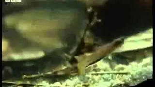 19/  Candiru the Toothpick Fish