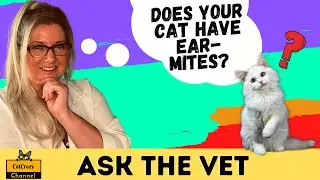 Does Your Cat have Ear-mites? - 😻 CatCrazy
