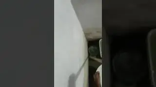 Cuando entras al baño y encuentras al gato casando a una rata