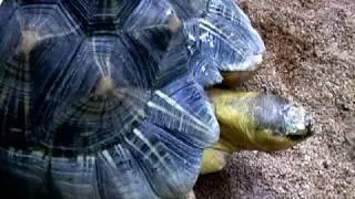 Rettili e Anfibi -  Reptiles and Amphibians - Bioparco di Roma -