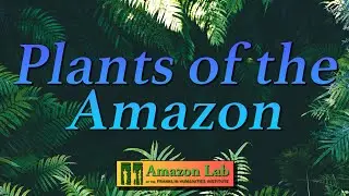 Amazon Lab at Duke | Plants of the Amazon: New Directions in Conversation