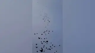Мелитопольские голуби. Мелитополь - голубиный край, но у каждого своё направление…