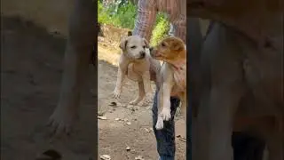 Puppies Rescued With Maggots &Wound 😢