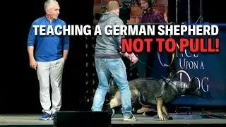 Tips To Training A German Shepherd The Right Way | Live Dog Demos