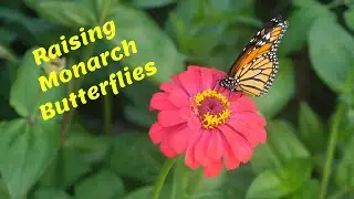 The Monarch Butterfly Lifecycle: Chuffed Special