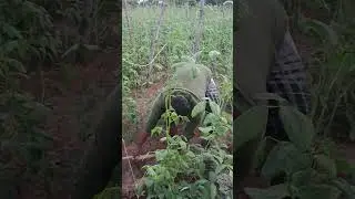 Vivasayam and harvesting #vivasayam #agriculture #harvesting