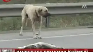 Yürek Burkan Manzara ( Yavrusunun başından ayrılmayan anne köpek)