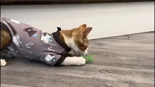 Dorito’s new onesie!!!!