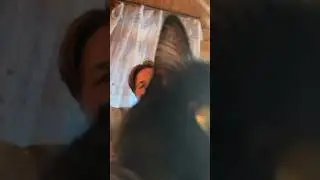 Когда кот мешает записывать REELS 😅😅😅