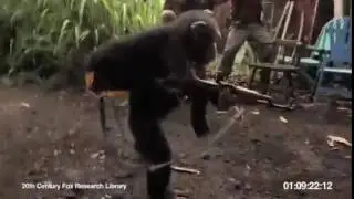 GayVideo