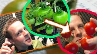 Wie Tomaten schneller reifen von grün zu rot TornadoSTREAM