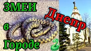 ДНЕПР 🐍ОСТОРОЖНО ‼️ЗМЕИ В ГОРОДЕ🐍28.03.2024.