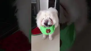 Chow Chow Dog | Duniya Ke sabse khatarnak kutte #4 