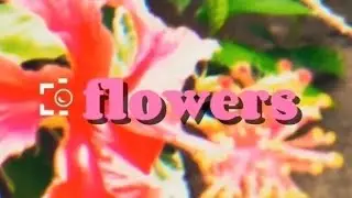 Flores de Apiaí 🌸 | By Cauã Takeshi