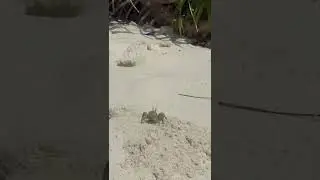 Чудик, Лиза и крабики 🦀