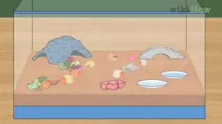 How to Care for Hermit Crabs