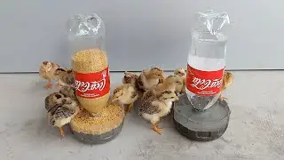 How do you make trays for chicks to eat and drink water It's simple, isn't it