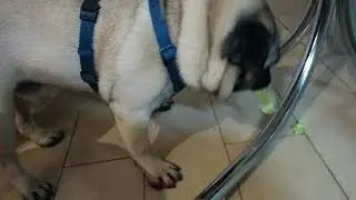 Мопс ест пекинку