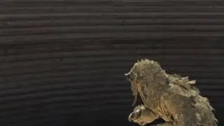 fury - SAVAGE