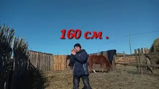Сколько стоит лошадь.