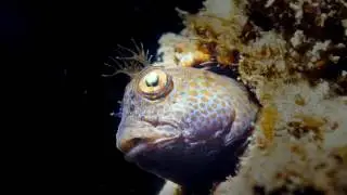 Horned Blenny